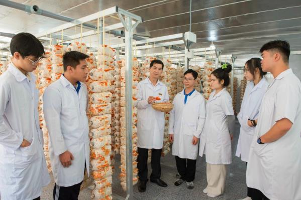 Thầy giáo miền Tây trồng nấm vân chi đỏ bằng quy trình cải tiến tích hợp IoT