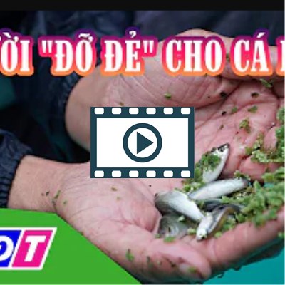 Gặp gỡ người "đỡ đẻ" cho cá linh ở Đồng Tháp | THDT